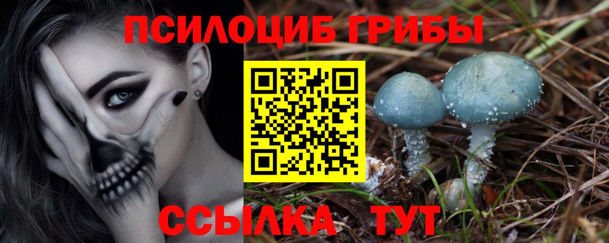 Псилоцибиновые грибы Cubensis Коркино